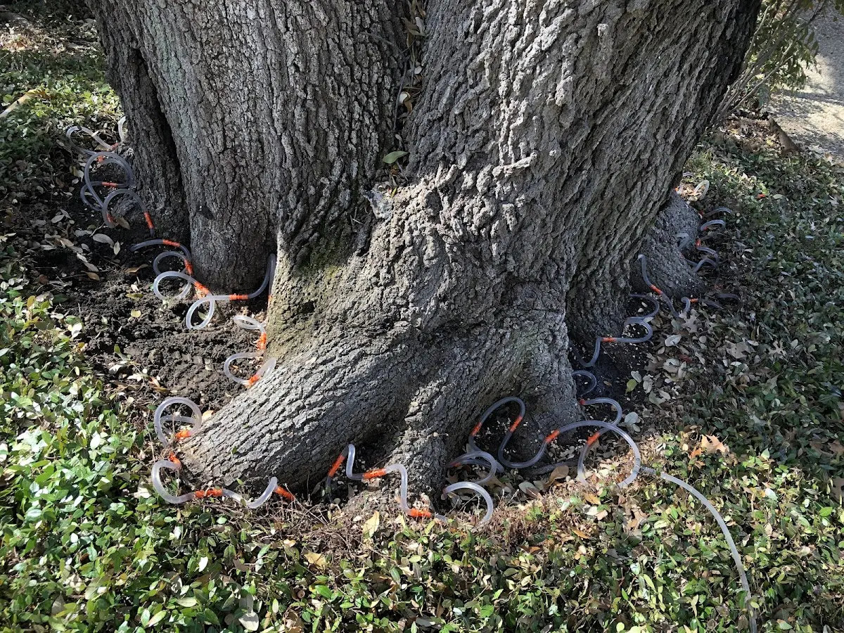 Detailed Tree Cabling and Bracing job site in Longmont
