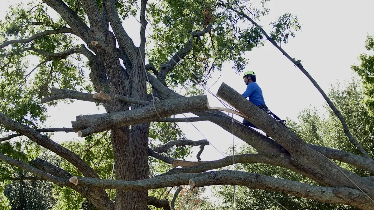 Professional Crown Thinning performed by certified arborists in Longmont