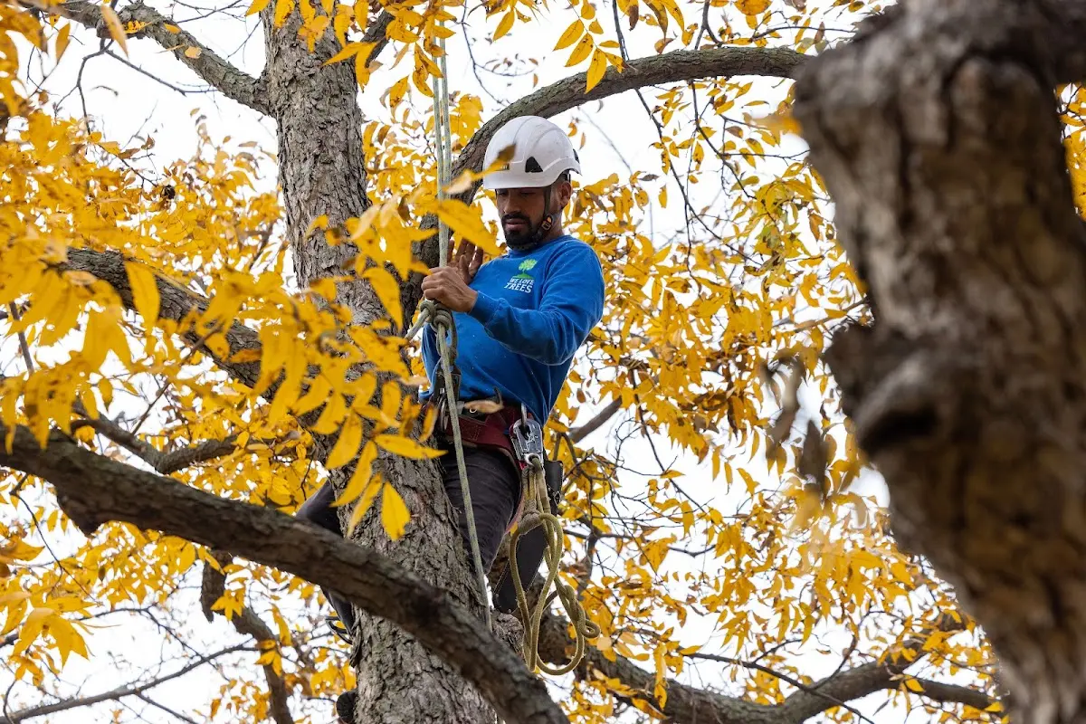 Skilled Tree Planing crew working in Longmont