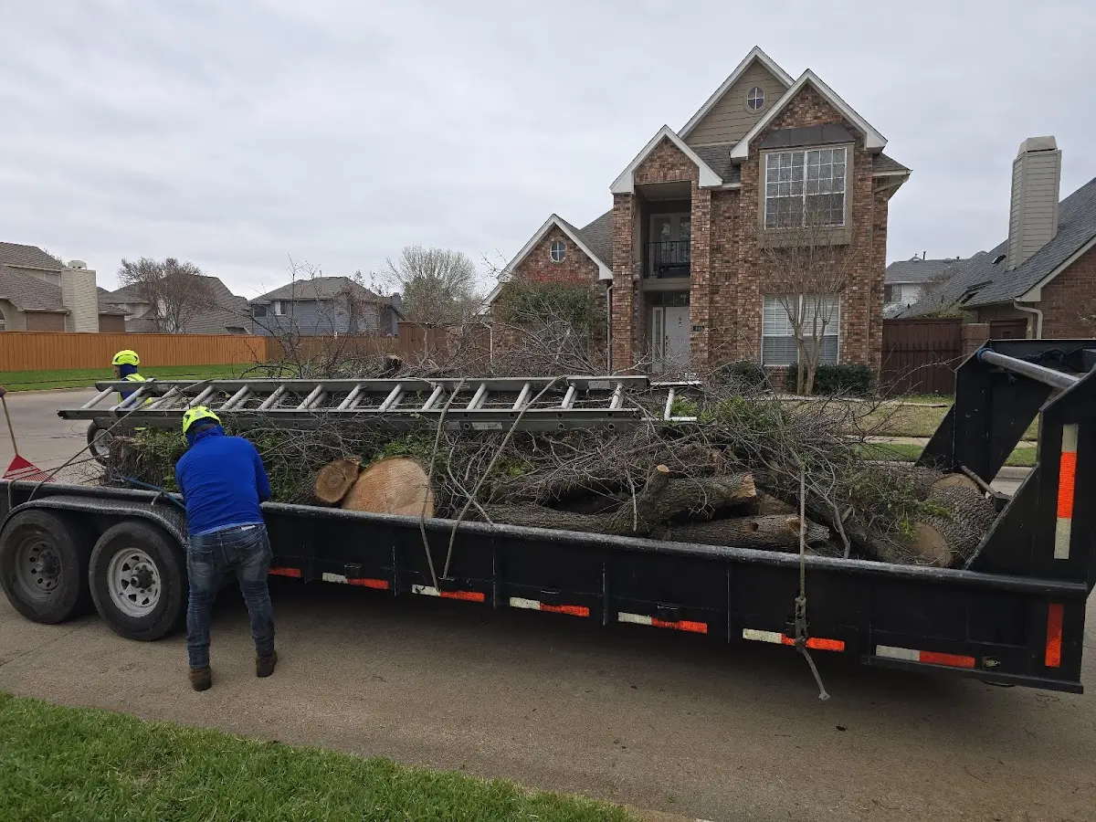 Expert Tree Pest Control with proper safety equipment in Longmont
